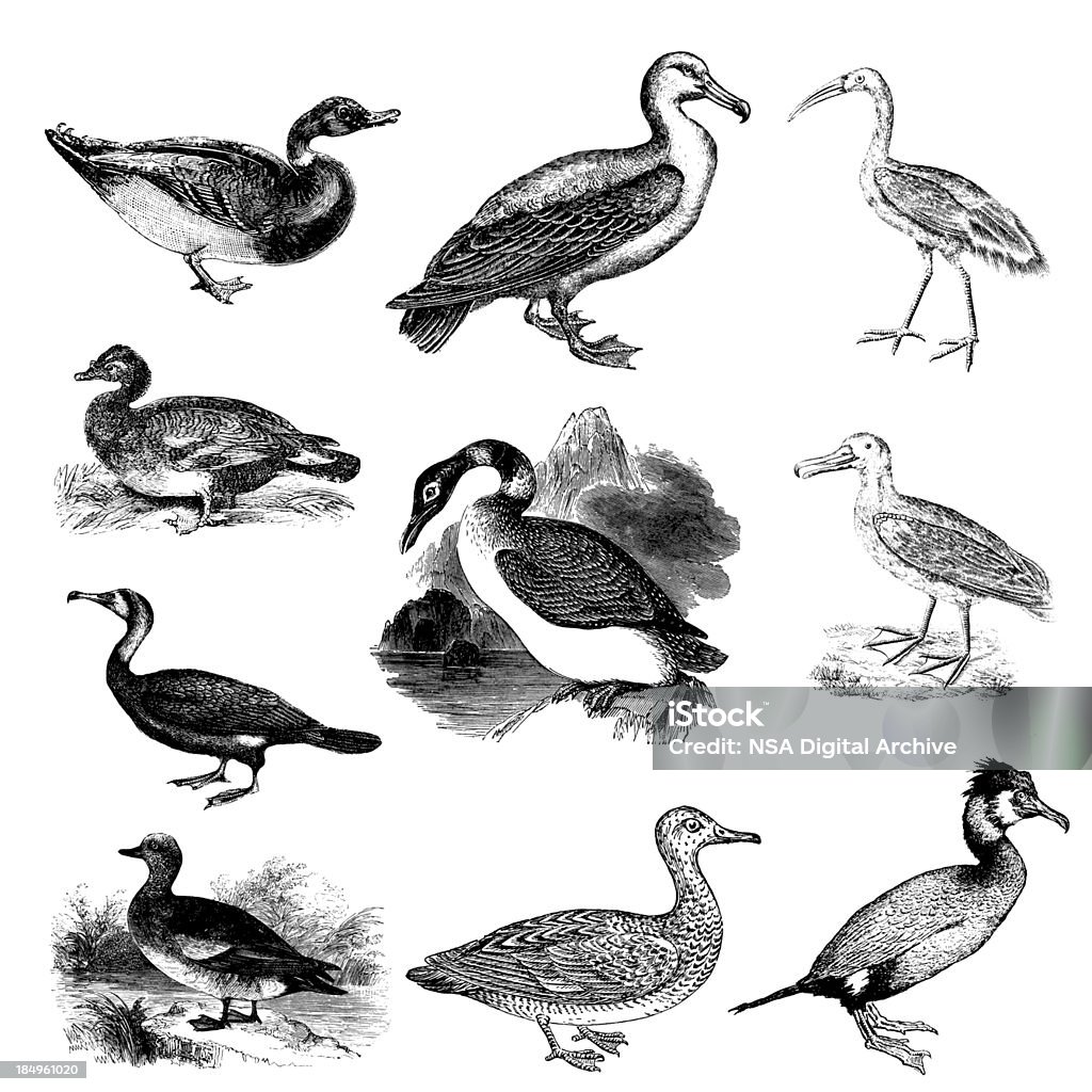 Sammlung von Water Bird Illustrationen-Ente, Ibis, Gadwall Albatros - Lizenzfrei Seetaucher Stock-Illustration