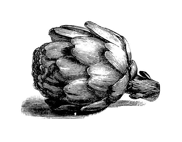 глобус артишок/античный кулинарные иллюстрации - artichoke food vegetable fruit stock illustrations