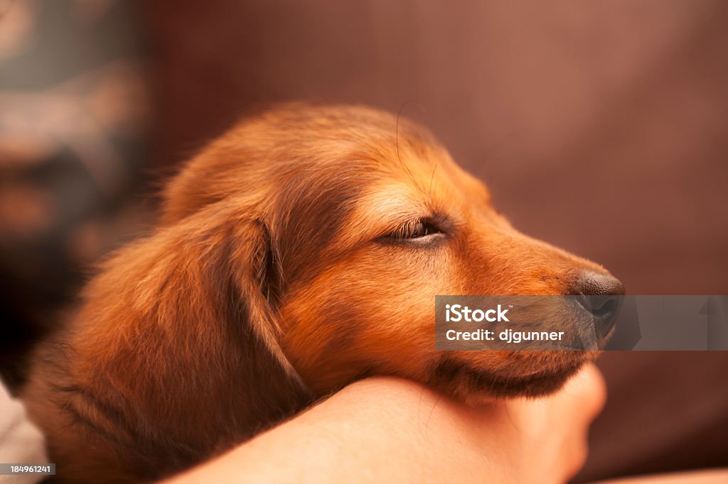 Dormitorio Daschund cachorro - Foto de stock de Cachorro - Perro libre de derechos