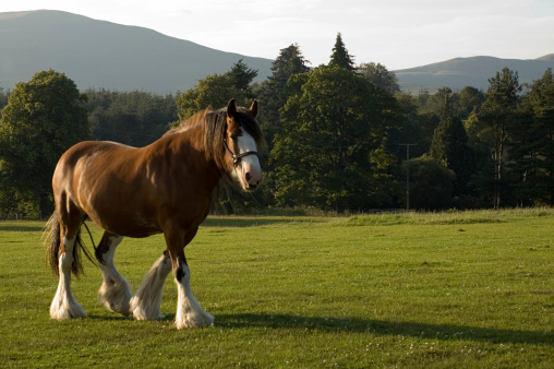 Clydesdale horse in a Scottish fieldPlease see also: