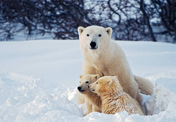 Polar Bear with Cubs A female polar bear sits in a snow bank with her two cubs. Manitoba, Canada. polar bear stock pictures, royalty-free photos & images