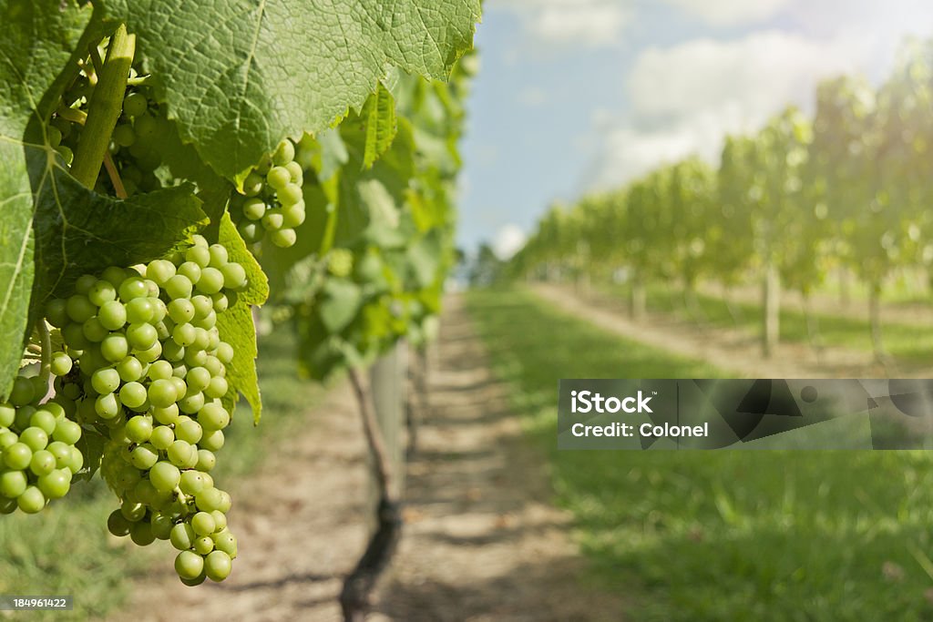 Grapevines tarde - Foto de stock de Agricultura libre de derechos
