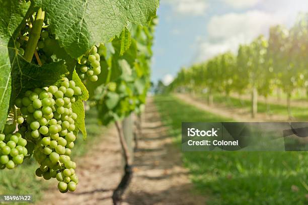 Grapevines Tarde Foto de stock y más banco de imágenes de Agricultura - Agricultura, Belleza de la naturaleza, Comida sana