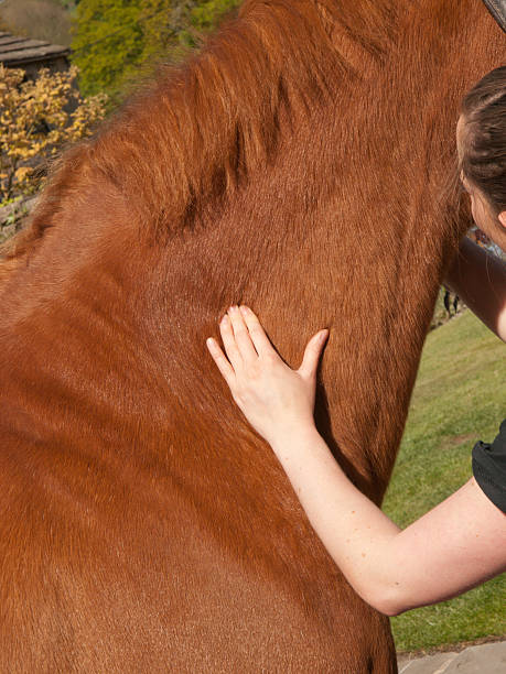 istock Physiotherapy for a horse 184961474