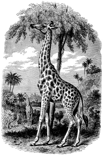 Engraving From 1867 Of Giraffes In The Wilderness.