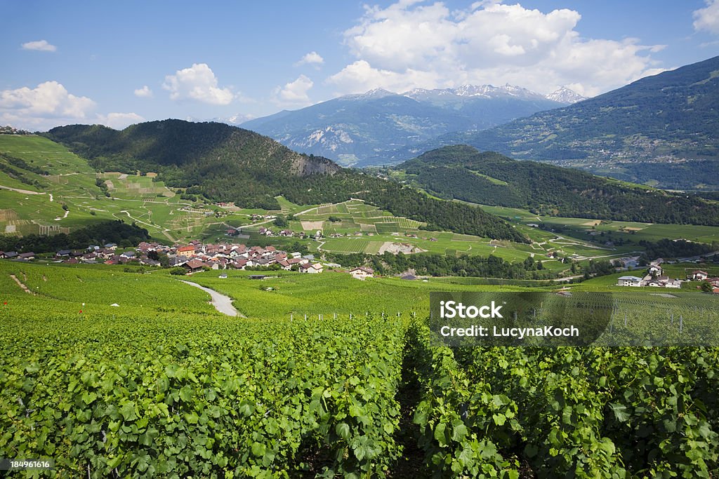 Vineyard - Lizenzfrei Agrarbetrieb Stock-Foto