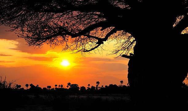 Sunset over Ruaha game reserv with large baobab, Tanzania The hot sun is setting over African with big baobab tree.See also my LB: africa sunset ruaha national park tanzania stock pictures, royalty-free photos & images