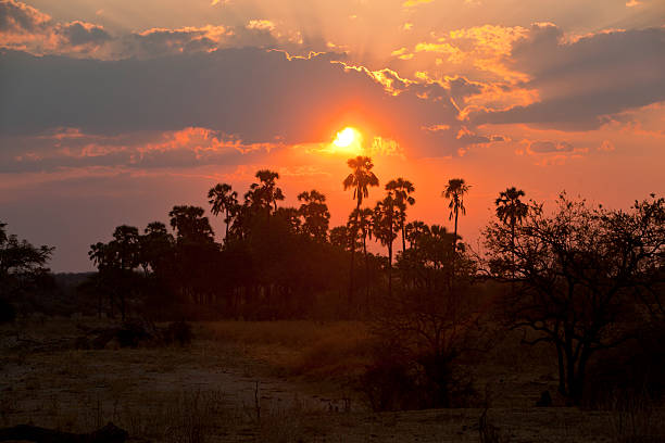 Sunset over Ruaha game reserve, Tanzania The hot sun is setting over palm trees.See also my LB: africa sunset ruaha national park tanzania stock pictures, royalty-free photos & images