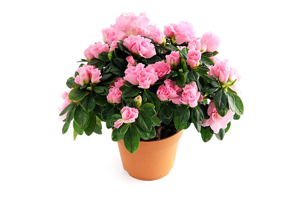 vaso da fiori di rododendro rosa azalea () su sfondo isolata - azalea foto e immagini stock