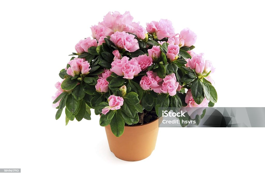 Doniczka z różowy Azalea (Rhododendron) dla pojedynczych tle - Zbiór zdjęć royalty-free (Azalia)
