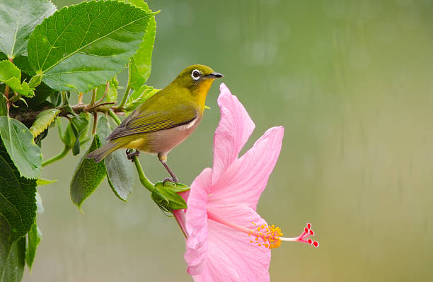 istock Japanese White-Eye, Big Island, Hawaii 184961919