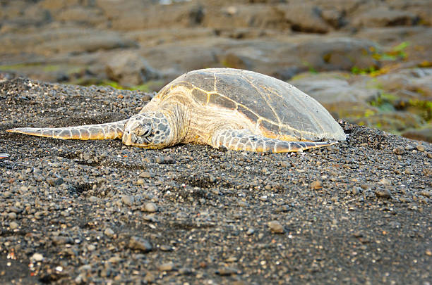 istock Hawaii Green Sea Turtle on Black Sand Beach 184961941