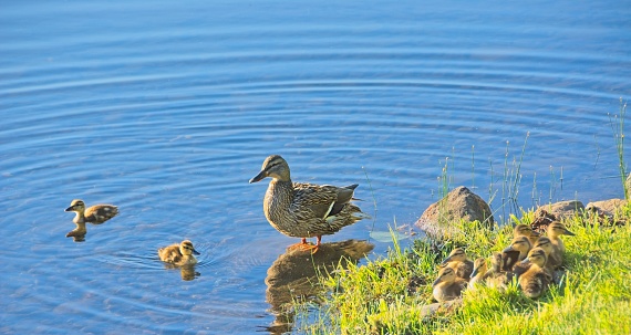 Mother Ducks and Ducklings on the River Bank