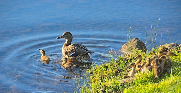 Mother Ducks and Ducklings swimming