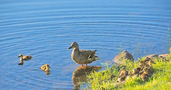 Mother Ducks and Ducklings on the River Bank