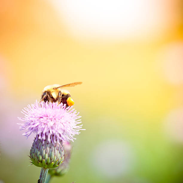 istock Bee pollinating thistle plant in meadow 184962469