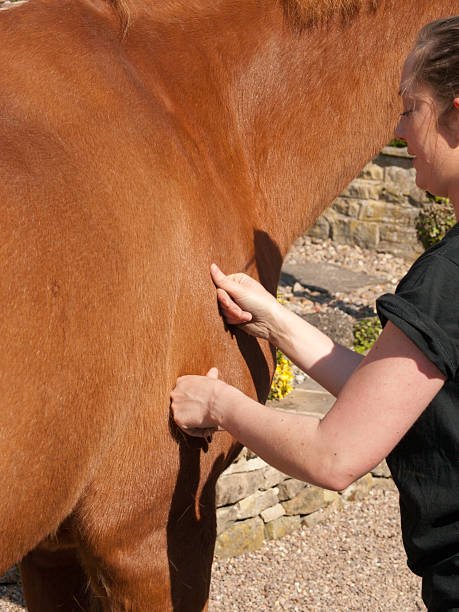 istock Physiotherapy for a horse 184962872