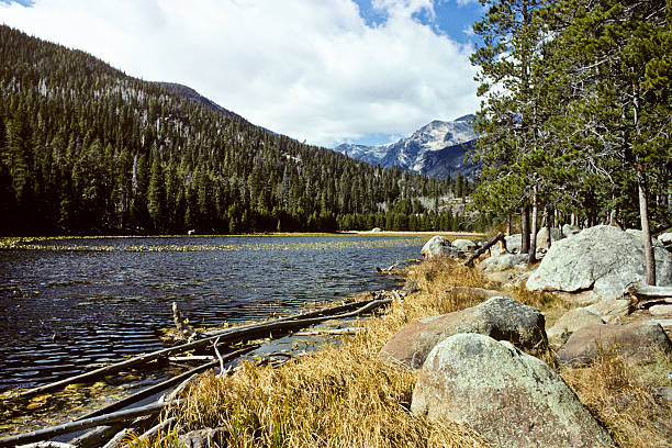 Cub Lake in the Fall Cub Lake, at 8620 feet above sea level, is a high altitude lake in the Moraine Park area of the Rocky Mountains. This beautiful lake is surrounded by a thick pine forest and has a marshy shoreline in places. During the summer the lake is covered in lily pads. West of the lake, Stones Peak looms over the landscape. Cub Lake is in Rocky Mountain National Park near Estes Park, Colorado, USA. jeff goulden rocky mountain national park stock pictures, royalty-free photos & images