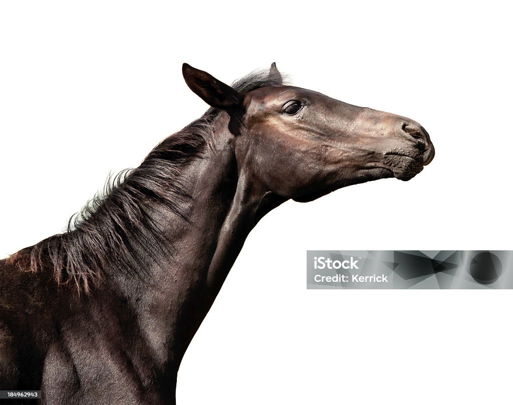 Braunes Pferd auf Weiß - Lizenzfrei Pferd Stock-Foto