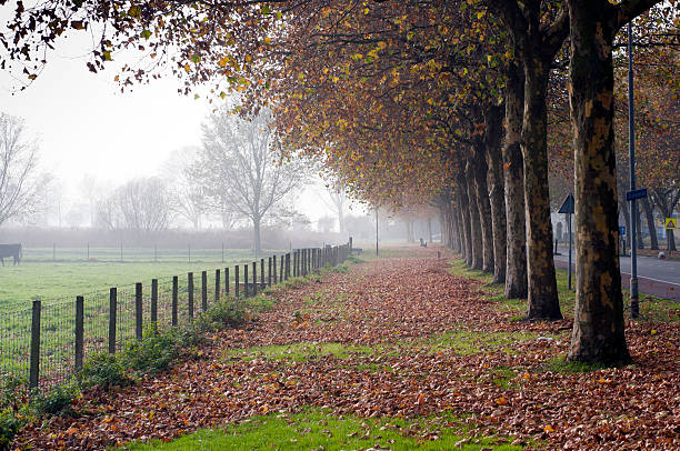 Avenue of trees in autumn, Edam, Netherlands stock photo