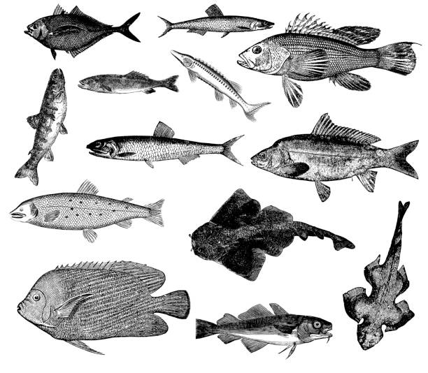 ilustraciones, imágenes clip art, dibujos animados e iconos de stock de colección de peces de carp, ilustraciones de la anchoa, salmón, bass, sturgeon - speckled trout illustrations