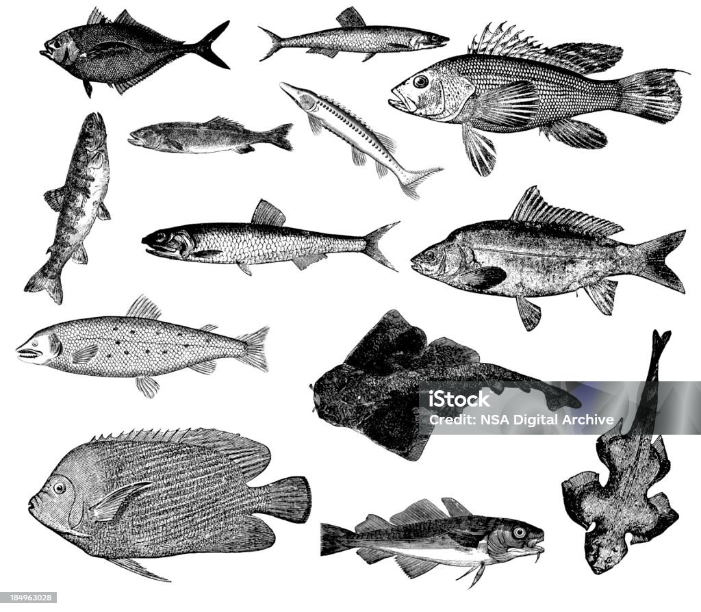Collection de poissons et Illustrations-adhérent Carp, anchois, saumon, bar, Sturgeon - Illustration de Poisson libre de droits