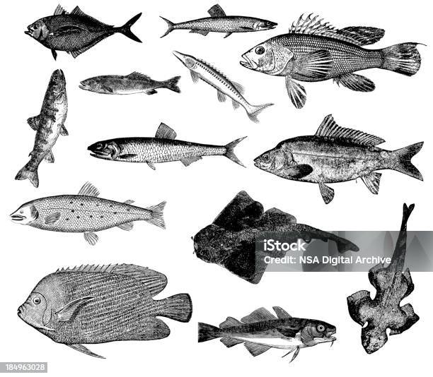 Collection De Poissons Et Illustrationsadhérent Carp Anchois Saumon Bar Sturgeon Vecteurs libres de droits et plus d'images vectorielles de Poisson