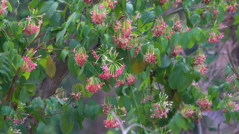 View of blooming pink rangoon creeper flowers.