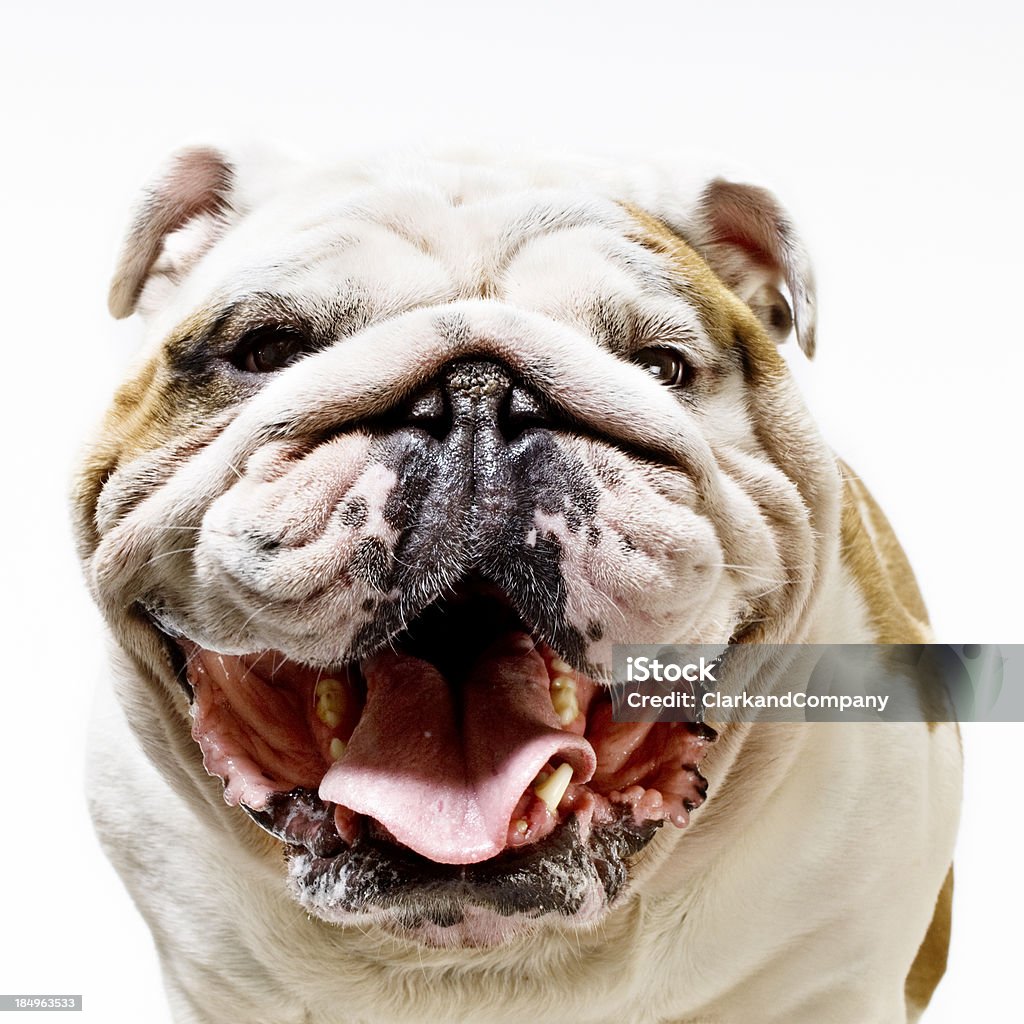 Bouledogue anglais sur un arrière-plan blanc - Photo de Bouledogue libre de droits