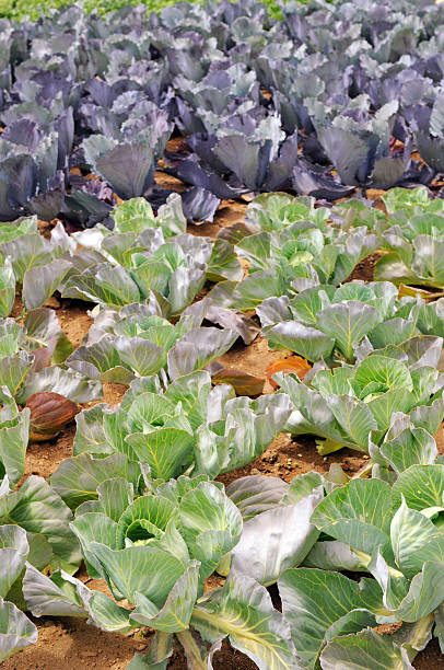 istock white and red Cabbage in a Vegetable Garden 184963535