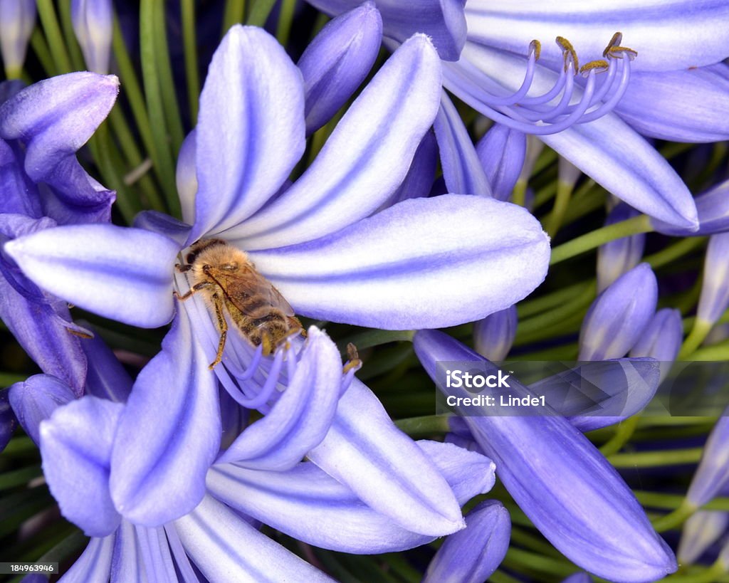 Afrykańska pszczoła na Kwiat Lilia, Agapanthus - Zbiór zdjęć royalty-free (Agapant afrykański)