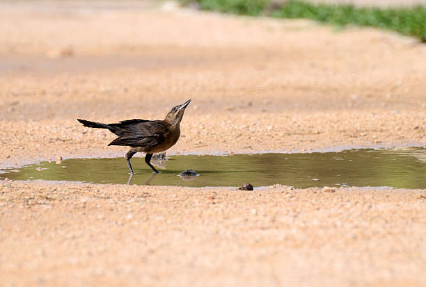 270+ Quiscalus Mexicanus Fotografías de stock, fotos e imágenes libres