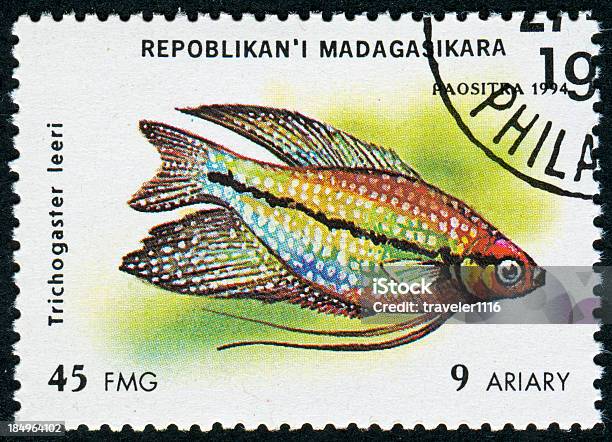 Pearl Gourami Fish Stockfoto und mehr Bilder von Alt - Alt, Ambroise Thomas, Aquarium - Haustierbedarf