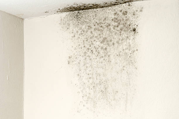 mold en techo - spore fotografías e imágenes de stock