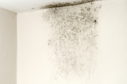 Royalty free stock photo of mold on ceiling