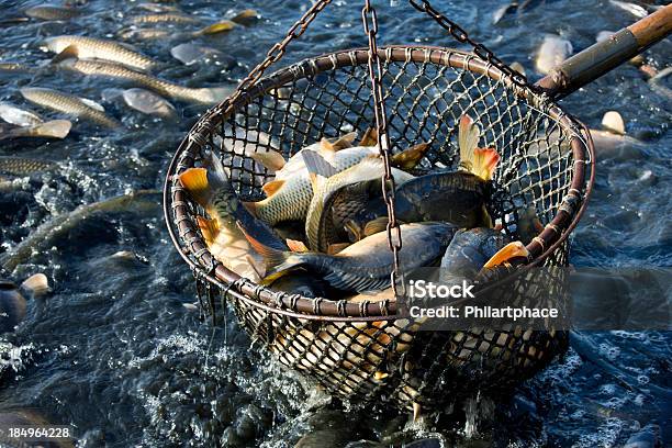 Net Of Fishes Stock Photo - Download Image Now - Fishing Net, Fish,  Catching - iStock