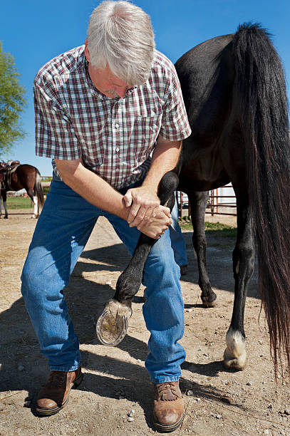 istock Veterinarian Chiropractor Adjusting a Horse Leg 184964452