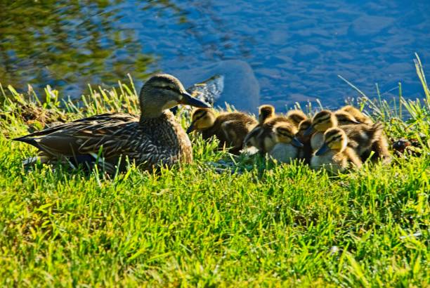 istock Mother Ducks and Ducklings 1849644649