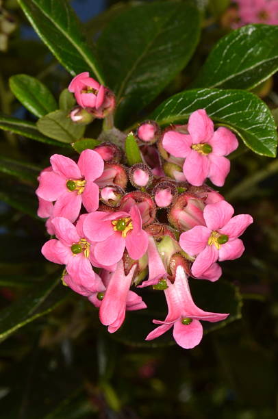 Pink Escallonia macrantha stock photo