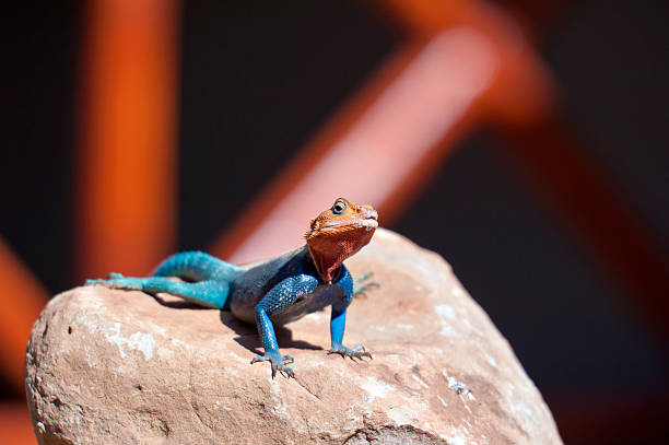 East African Rainbow Lizard "The East African Rainbow Lizard, also known as Agama Agama in the wildlife national park in Tsavo East in Kenya" tsavo east national park stock pictures, royalty-free photos & images