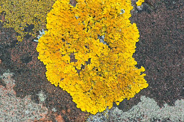 Yellow Xanthoria parietina