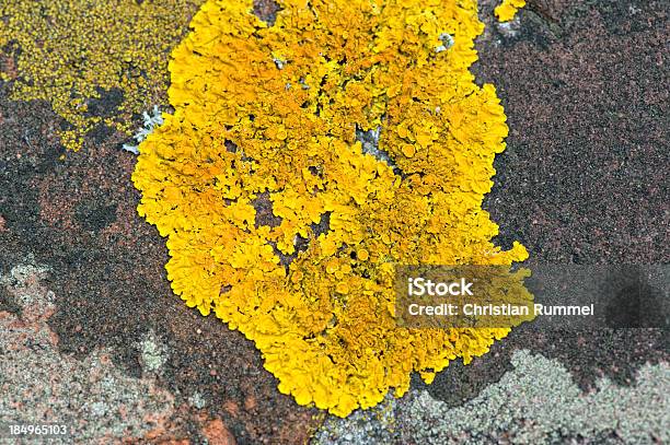 Foto de Secas Xanthoria Parietina Em Um Muro De Pedra e mais fotos de stock de Physarum - Physarum, Mofo, Pegajoso