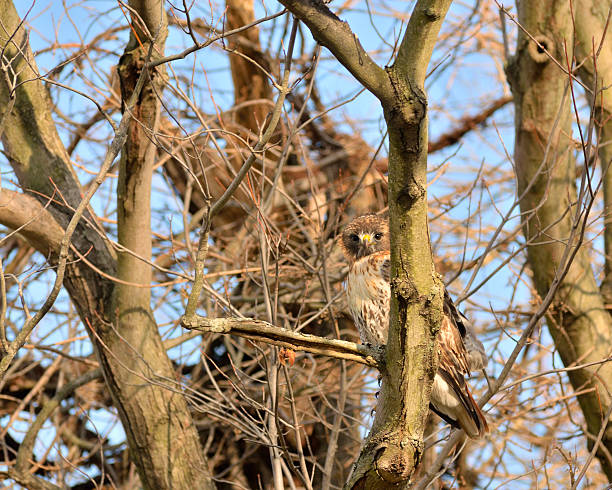 December Red-tailed Hawk In Chestertown This is the best Red-tail shot I have ever had, a really calm bird, he let me approach very closely and looked at me with a curious expression. chestertown stock pictures, royalty-free photos & images