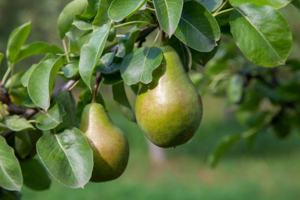 istock Shiny delicious pears hanging from a tree branch in the orchard. 1849654396
