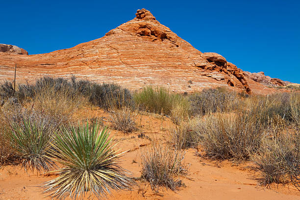 istock Valley of Fire landscape 184965611