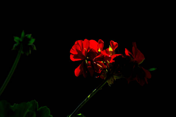 istock Red pelargonium in sunlight, black background, chiaroscuro 1849656450