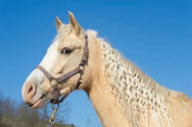 Iceland horse taken at late afternoon (july 2015) near the Eldborg crater on the Snaefellsnes peninsula in Iceland.