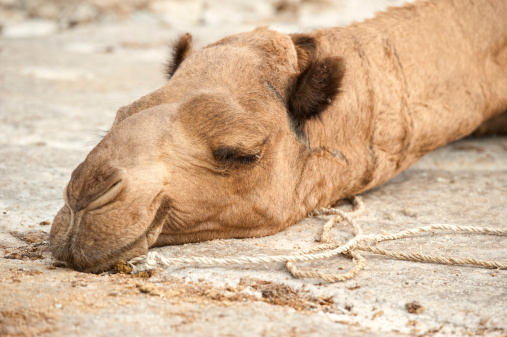 white camel sitting- ait Benhaddou in Morocco