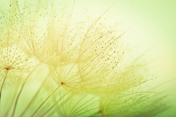 löwenzahn samen mit wassertropfen - dandelion macro seed nature stock-fotos und bilder