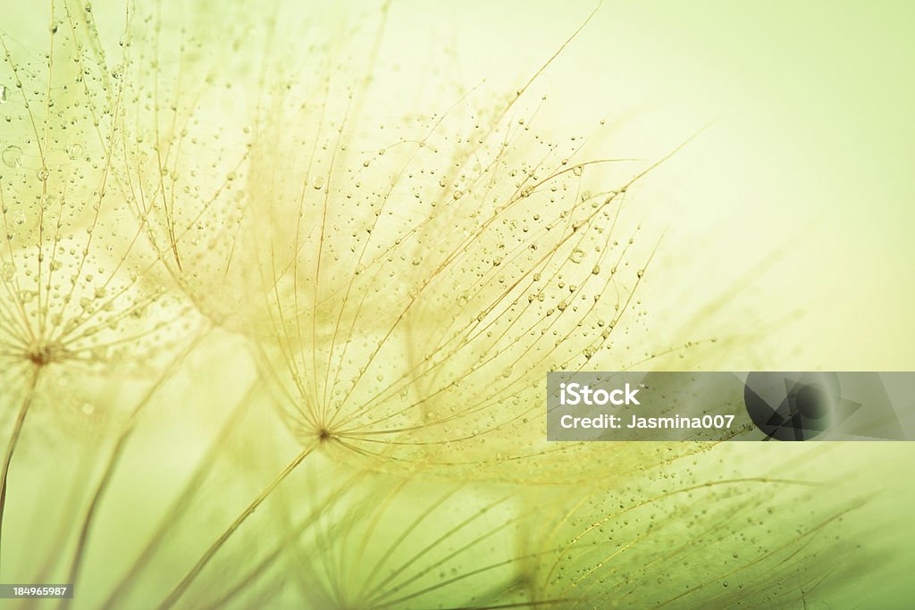 タンポポの種子、雨滴 - 緑色のロイヤリティフリーストックフォト